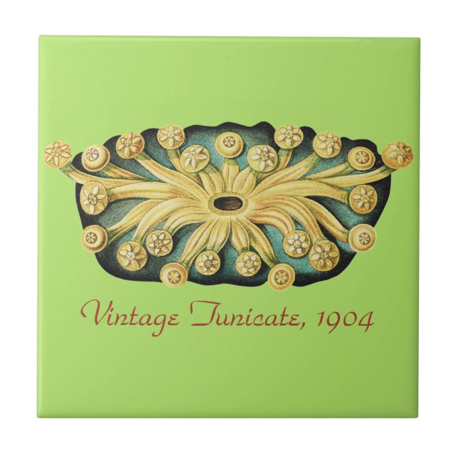 Ernst Haeckel Nautical Yellow Sunburst Art Tile (Front)