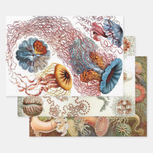 Ernst Haeckel Ocean Wrapping Feuilles de papier