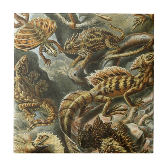 Ernst Haeckel old fashion illustration Lacertilia Tile (Front)