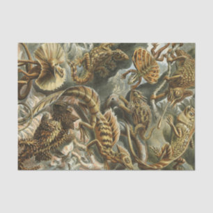 Ernst Haeckel old fashion illustration Lacertilia Tissue Paper