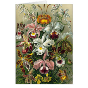 Ernst Haeckel - Orchidae