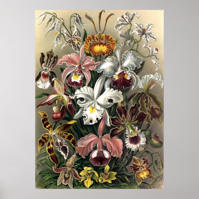 Ernst Haeckel - Orchideae Poster (Front)