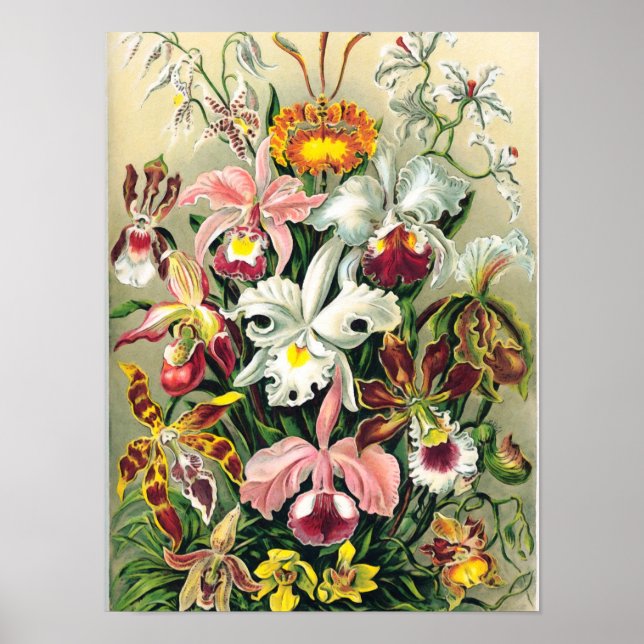 Ernst Haeckel - Orchids Poster (Front)