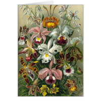 Ernst Haeckel Orchids, Vintage Rainforest Flowers