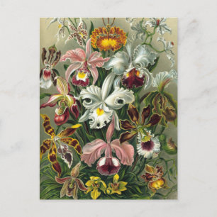 Ernst Haeckel Orchids, Vintage Rainforest Flowers Postcard