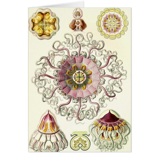 Ernst Haeckel - Peromedusae Card (Front)