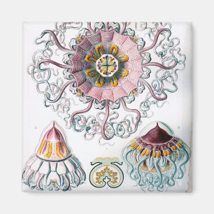 Ernst Haeckel Peromedusae Jellyfish Magnet