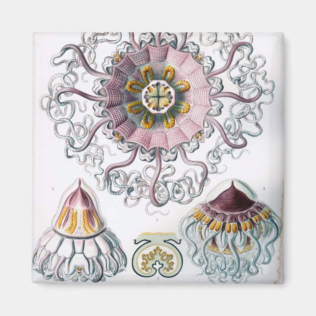 Ernst Haeckel Peromedusae Jellyfish Magnet (Front)