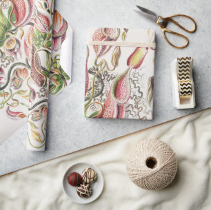 Ernst Haeckel Pitcher Plant Scientific Illustratio Wrapping Paper