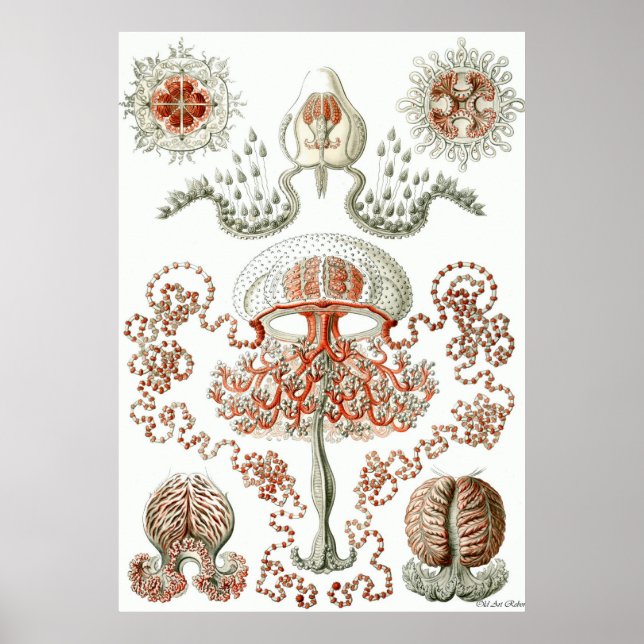 Ernst Haeckel Poster ~ Anthomedusae (Front)