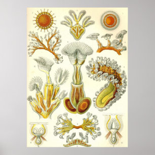 Ernst Haeckel - Poster Bryozoa