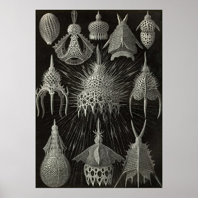 Ernst Haeckel - Poster Cyrtoidea (Devant)