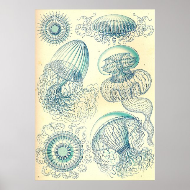 Ernst Haeckel - Poster Leptomedusae (Devant)