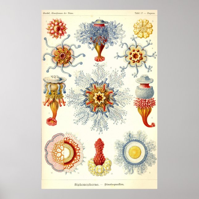 Ernst Haeckel - Poster Siphonophorae2 (Devant)
