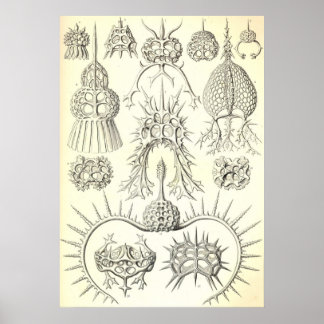 Ernst Haeckel - Poster Spyroidea