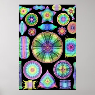 Ernst Haeckel Rainbow Diatoms Poster