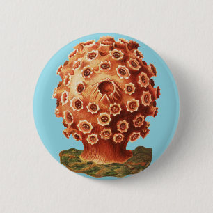 Ernst Haeckel Red Coral Nautical Sea Life 2 Inch Round Button