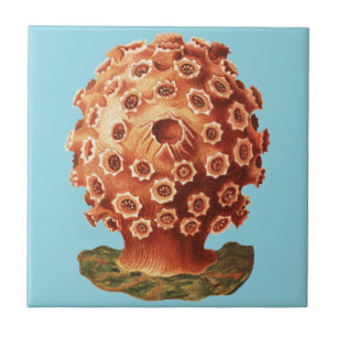 Ernst Haeckel Red Coral Nautical Sea Life Tile