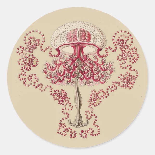 Ernst Haeckel’s Anthomedusea Classic Round Sticker (Front)