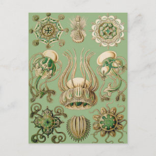 Ernst Haeckel’s Narcomedusae Postcard