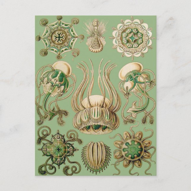 Ernst Haeckel’s Narcomedusae Postcard (Front)