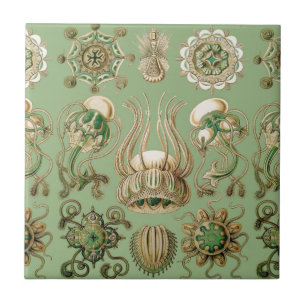 Ernst Haeckel’s Narcomedusae Tile