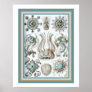 Ernst Haeckel " Sacred Geometry" 16 x 20 Print