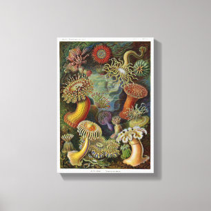Ernst Haeckel Sea Anemones Canvas Print