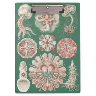 Ernst Haeckel Sea Life Pink Jellyfish Green Poster Clipboard