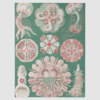 Ernst Haeckel Sea Life Pink Jellyfish Green Poster
