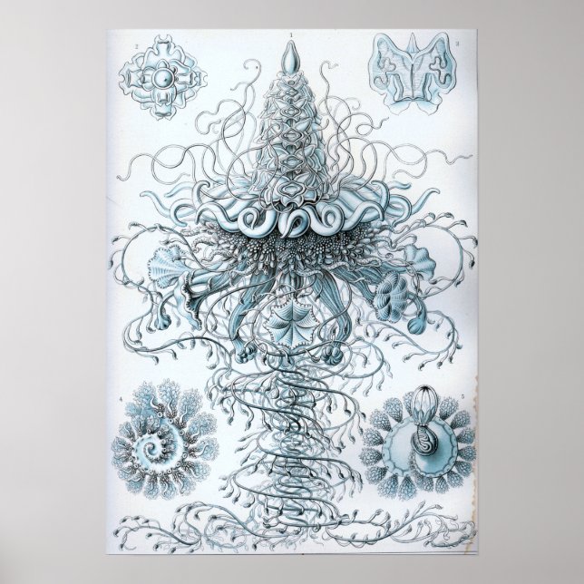 Ernst Haeckel Siphonophorae Jellyfish Bluebottle Poster (Front)