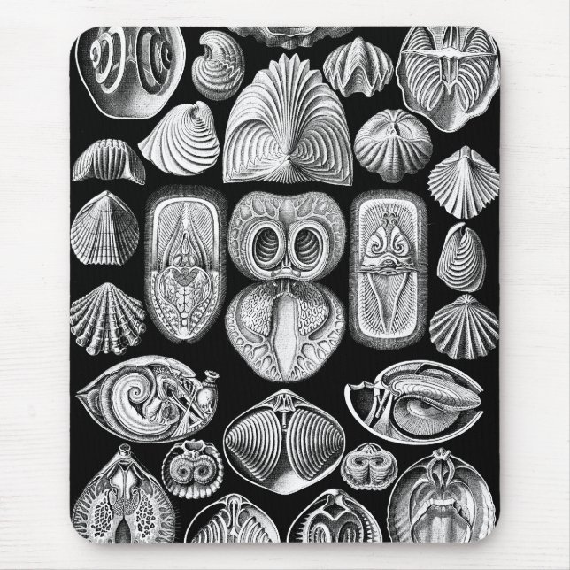 Ernst Haeckel Spirobranchia Mouse Pad (Front)