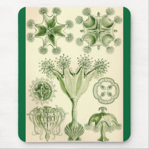 Ernst Haeckel - Stauromedusae Jellyfish Mouse Pad