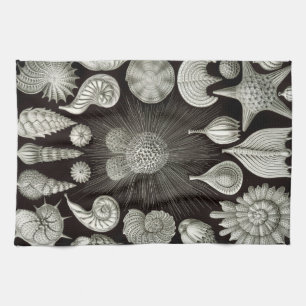 Ernst Haeckel Thalamphora écosse la serviette de