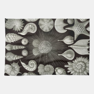 Ernst Haeckel Thalamphora écosse la serviette de