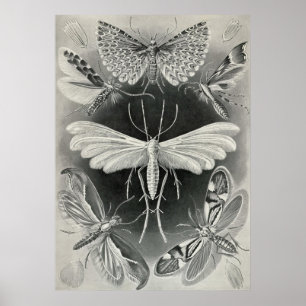 Ernst Haeckel - Tineida Poster