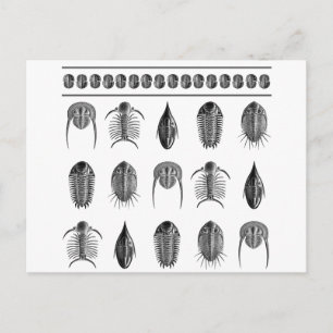 Ernst Haeckel Trilobite Pattern - large Postcard