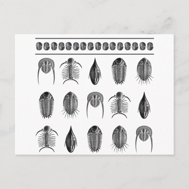 Ernst Haeckel Trilobite Pattern - large Postcard (Front)