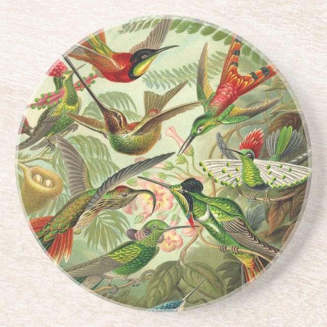 Ernst Haeckel Trochilidae Hummingbird Coaster (Front)