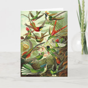 Ernst Haeckel - Trochilidae Hummingbirds Card