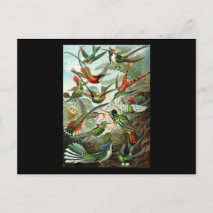 Ernst Haeckel Trochilidae Postcard