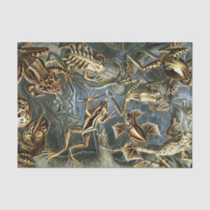 Ernst Haeckel variety of exotic frogs:Batrachia Tissue Paper