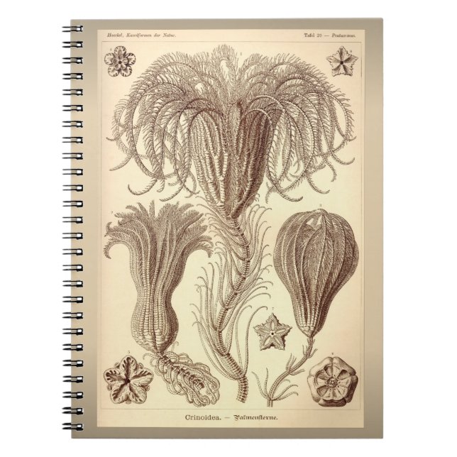 Ernst Haeckel- Vintage Crinoid Illustration Notebook (Front)