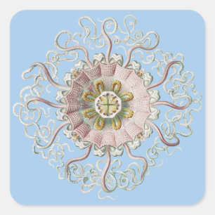 Ernst Haeckel Vintage Jellyfish Marine Life Square Sticker