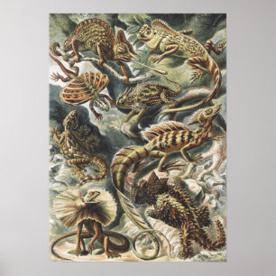 Ernst Haeckel Vintage Reptile Lizard Nature Art Poster