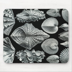 Ernst Haeckel Vintage Shells Mousepad