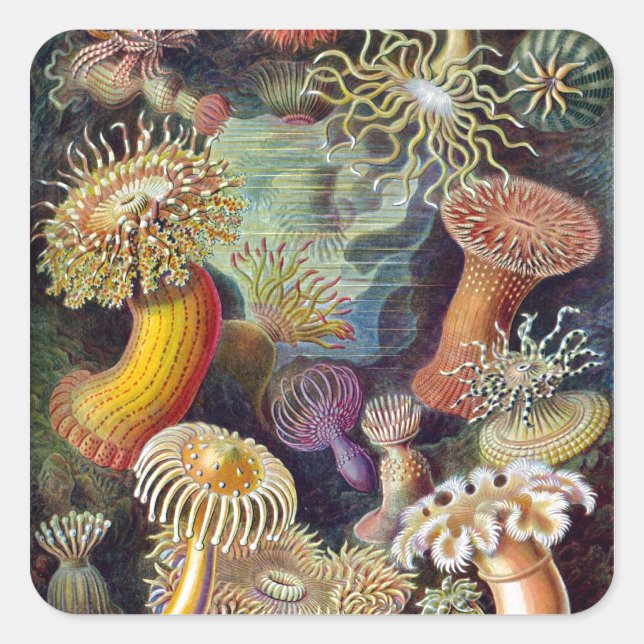 Ernst Haeckel's Actiniae Square Sticker (Front)
