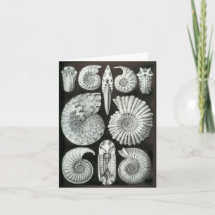 Ernst Haeckel's Ammonites Card