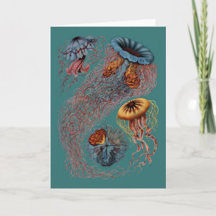 Ernst Haeckel's Disco Medusae Card