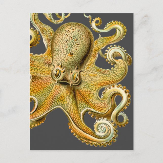 Ernst Haeckel's Octopus Postcard (Front)